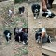 Australian Shepherd Puppies for sale in Winchester, VA 22601, USA. price: $595