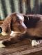 Australian Shepherd Puppies for sale in Terrell, TX, USA. price: $600