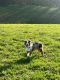 Australian Shepherd Puppies for sale in Hoschton, GA 30548, USA. price: $3,000