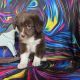 Australian Shepherd Puppies for sale in Terrell, TX, USA. price: $650