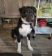 Australian Shepherd Puppies for sale in Spring, TX 77379, USA. price: NA