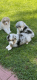 Australian Shepherd Puppies for sale in Benton, PA 17814, USA. price: $700