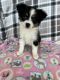 Australian Shepherd Puppies for sale in Holiday, FL, USA. price: $600