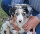 Australian Shepherd Puppies for sale in Sarcoxie, MO 64862, USA. price: $600