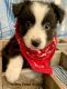 Australian Shepherd Puppies for sale in Hill County, TX, USA. price: $700