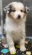 Australian Shepherd Puppies for sale in Denham Springs, LA 70726, USA. price: $1,000
