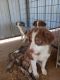 Australian Shepherd Puppies for sale in Oklahoma City, OK, USA. price: $300