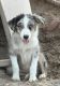 Australian Shepherd Puppies for sale in Canton, TX 75103, USA. price: $500