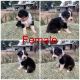 Australian Shepherd Puppies for sale in Bastrop, TX 78602, USA. price: $450