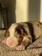 Australian Shepherd Puppies for sale in Chico, CA 95926, USA. price: NA