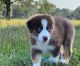 Australian Shepherd Puppies for sale in Citrus Heights, CA 95610, USA. price: $500