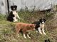 Australian Shepherd Puppies for sale in Kenyon, MN 55946, USA. price: $500,700