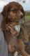 Australian Shepherd Puppies for sale in Danville, OH 43014, USA. price: $400