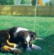 Australian Shepherd Puppies for sale in Anderson, IN, USA. price: $300