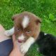 Australian Shepherd Puppies for sale in Welch, MN 55089, USA. price: NA