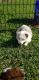 Australian Shepherd Puppies for sale in 4210 Nesmith Rd, Plant City, FL 33567, USA. price: $700,900