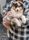 Australian Shepherd Puppies for sale in Danville, OH 43014, USA. price: $400