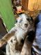 Australian Shepherd Puppies for sale in Sweetwater, TN 37874, USA. price: $500