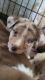 Australian Shepherd Puppies for sale in Clewiston, FL 33440, USA. price: $750