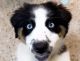 Australian Shepherd Puppies for sale in Palatka, FL 32177, USA. price: $600