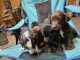Australian Shepherd Puppies for sale in Yukon, OK 73099, USA. price: $50