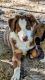 Australian Shepherd Puppies for sale in Pierceton, IN 46562, USA. price: $300