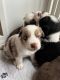 Australian Shepherd Puppies for sale in Brockport, NY 14420, USA. price: $1,500