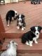 Australian Shepherd Puppies for sale in Middlesex Borough School District, Middlesex, NJ 08846, USA. price: $1,600