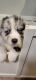 Australian Shepherd Puppies for sale in New Bern, NC, USA. price: NA