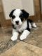 Australian Shepherd Puppies for sale in Ben Wheeler, TX 75754, USA. price: $450