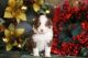 Australian Shepherd Puppies for sale in Westfield, MA 01085, USA. price: $1,000