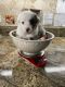 Australian Shepherd Puppies for sale in Mt Dora, FL 32757, USA. price: $2,000