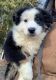Australian Shepherd Puppies for sale in Nicktown, PA 15762, USA. price: $300