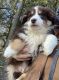 Australian Shepherd Puppies for sale in Nicktown, PA 15762, USA. price: $400