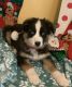 Australian Shepherd Puppies for sale in Middlesex Borough School District, Middlesex, NJ 08846, USA. price: $1,600