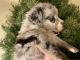 Australian Shepherd Puppies for sale in Kingman, AZ, USA. price: $1,500