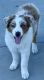 Australian Shepherd Puppies for sale in Oxnard, CA, USA. price: $600