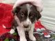Australian Shepherd Puppies for sale in White Hall, Maryland. price: $1,000
