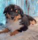 Australian Shepherd Puppies for sale in Waddell, AZ 85355, USA. price: $1,500