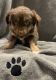 Australian Shepherd Puppies for sale in Scottsboro, AL, USA. price: $550