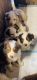 Australian Shepherd Puppies for sale in Rialto, California. price: $1,000