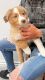 Australian Shepherd Puppies for sale in Las Vegas, Nevada. price: $2,800