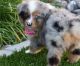 Australian Shepherd Puppies for sale in Montgomery, Alabama. price: $950