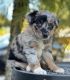 Australian Shepherd Puppies for sale in Dallas, Texas. price: $600