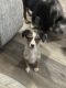 Australian Shepherd Puppies for sale in Bellefontaine, OH 43311, USA. price: $800