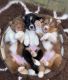 Australian Shepherd Puppies for sale in Charleston, West Virginia. price: $800