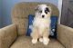 Australian Shepherd Puppies for sale in Cape Canaveral, Florida. price: $600