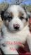Australian Shepherd Puppies for sale in Ville Platte, Louisiana. price: $850