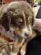 Australian Shepherd Puppies for sale in Hamptonville, North Carolina. price: $800
