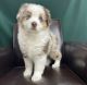 Australian Shepherd Puppies for sale in Houston, Texas. price: $600